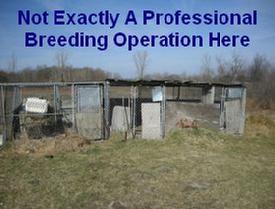 Typical Backyard Breeding Operation