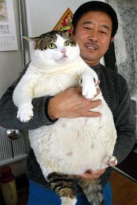 15 kg cat