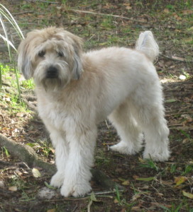 35 lb wheaton terrier